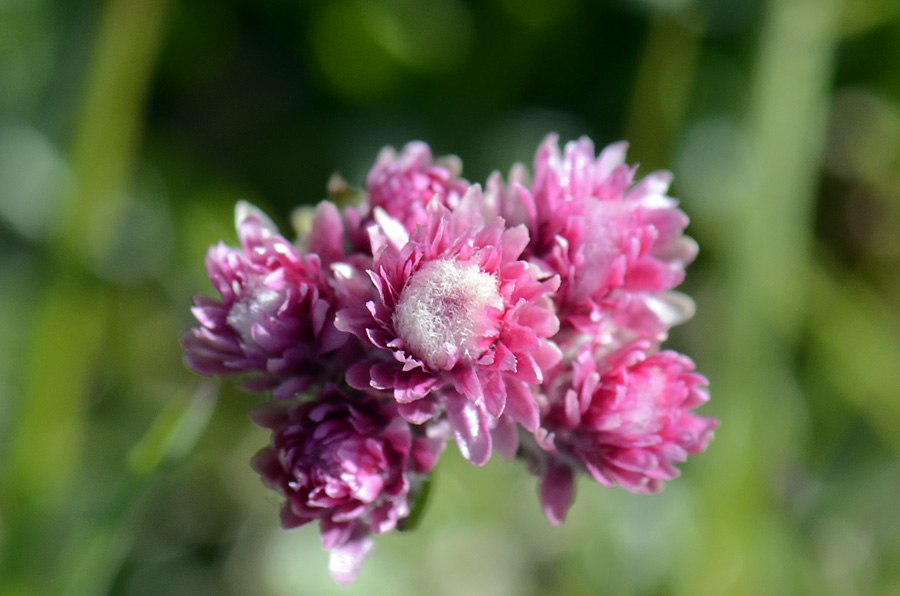 Antennaria dioica